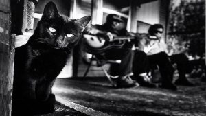 блюз для черного кота