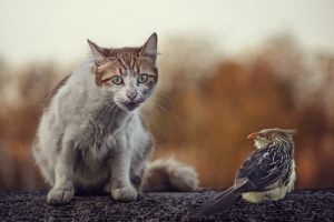 кот и птица