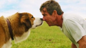 собачья жизнь